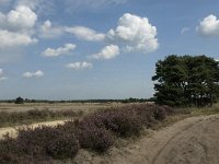 NL, Noord-Brabant, Heeze-Leende, Strabrechtsche Heide 11, Saxifraga-Jan van der Straaten
