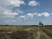 NL, Noord-Brabant, Heeze-Leende, Strabrechtsche Heide 12, Saxifraga-Jan van der Straaten