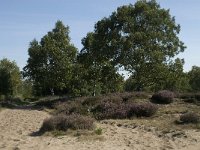 NL, Noord-Brabant, Heeze-Leende, Strabrechtsche Heide 4, Saxifraga-Jan van der Straaten