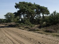 NL, Noord-Brabant, Heeze-Leende, Strabrechtsche Heide 5, Saxifraga-Jan van der Straaten