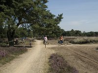 NL, Noord-Brabant, Heeze-Leende, Strabrechtsche Heide 6, Saxifraga-Jan van der Straaten