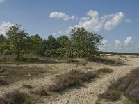 NL, Noord-Brabant, Heusden, Loonse en Drunense Duinen 51, Saxifraga-Marijke Verhagen