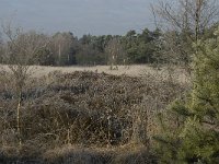 NL, Noord-Brabant, Someren, Strabrechtsche Heide 1, Saxifraga-Jan van der Straaten