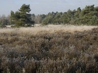 NL, Noord-Brabant, Someren, Strabrechtsche Heide 3, Saxifraga-Jan van der Straaten
