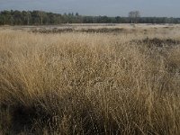 NL, Noord-Brabant, Someren, Strabrechtsche Heide 5, Saxifraga-Jan van der Straaten