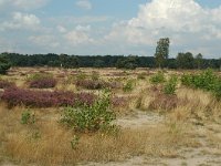 NL, Noord-Brabant, Uden, Slabroeksche Heide 2, Saxifraga-Jaap Bouwman