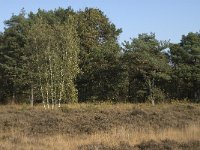 NL, Noord-Brabant, Valkenswaard, Malpiebergsche Heide 2, Saxifraga-Jan van der Straaten