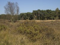 NL, Noord-Brabant, Valkenswaard, Malpiebergsche Heide 3, Saxifraga-Jan van der Straaten