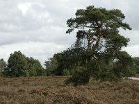 NL, Noord-Brabant, Zundert, Oude Buisse Heide 11, Saxifraga-Jan van der Straaten