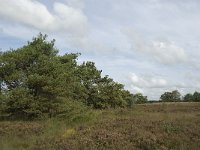 NL, Noord-Brabant, Zundert, Oude Buisse Heide 4, Saxifraga-Jan van der Straaten