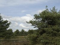 NL, Noord-Brabant, Zundert, Oude Buisse Heide 5, Saxifraga-Jan van der Straaten