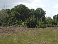NL, Overijssel, Haaksbergen, Buurserzand, Juniperus communis 1, Saxifraga-Willem van Kruijsbergen