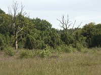 NL, Overijssel, Haaksbergen, Buurserzand, Juniperus communis 2, Saxifraga-Willem van Kruijsbergen