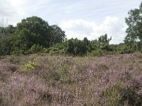 NL, Overijssel, Haaksbergen, Buurserzand, Juniperus communis 3, Saxifraga-Willem van Kruijsbergen