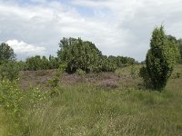 NL, Overijssel, Haaksbergen, Buurserzand, Juniperus communis 5, Saxifraga-Willem van Kruijsbergen