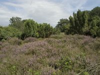 NL, Overijssel, Haaksbergen, Buurserzand, Juniperus communis 6, Saxifraga-Willem van Kruijsbergen