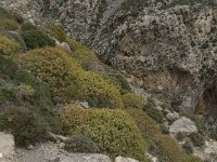 GR, Crete, Rethimnon, Frati, Kourtaliotiko Gorge 6, Saxifraga-Willem van Kruijsbergen