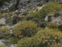 GR, Crete, Rethimnon, Frati, Kourtaliotiko Gorge 7, Saxifraga-Willem van Kruijsbergen