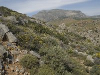 GR, Crete, Rethimnon, Limni 2, Saxifraga-Willem van Kruijsbergen
