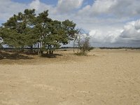 NL, Noord-Brabant, Heusden, Drunensche Duinen 2, Saxifraga-Jan van der Straaten
