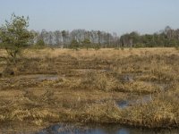 B, Antwerpen, Merksplas, Zandvenheide, Zwartwater 1, Saxifraga-Willem van Kruijsbergen