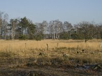 B, Antwerpen, Merksplas, Zandvenheide, Zwartwater 11, Saxifraga-Willem van Kruijsbergen