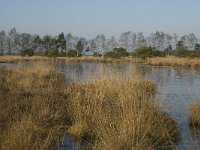 B, Antwerpen, Merksplas, Zandvenheide, Zwartwater 3, Saxifraga-Willem van Kruijsbergen