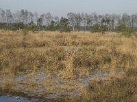 B, Antwerpen, Merksplas, Zandvenheide, Zwartwater 9, Saxifraga-Willem van Kruijsbergen