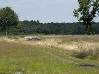 NL, Drenthe, Ruinen, Dwingeloosche Heide 1, Saxifraga-Willem van Kruijsbergen