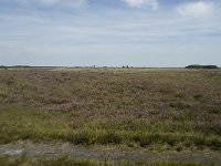 NL, Drenthe, Ruinen, Dwingeloosche Heide 2, Saxifraga-Willem van Kruijsbergen