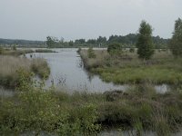 NL, Friesland, Ooststellingwerf, Fochteloerveen 5, Saxifraga-Willem van Kruijsbergen