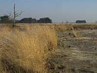NL, Noord-Brabant, Goirle, Regte Heide 42, Saxifraga-Jan van der Straaten
