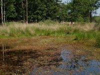 NL, Noord-Brabant, Goirle, Regte Heide, restored wouwer 7, Saxifraga-Willem van Kruijsbergen