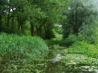 NL, Noord-Brabant, Eindhoven, Kleine Dommel bij Collse watermolen 2, Saxifraga-Foto Fitis-Sytske Dijksen
