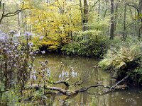 NL, Limburg, Leudal, Leudal 3, Saxifraga-Foto Fitis-Sytske Dijksen