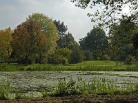 NL, Gelderland, Apeldoorn, Von Gimborn Arboretum 1, Saxifraga-Ab H Baas