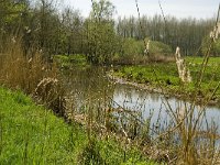 NL, Limburg, Weert, habitat Nachtegaal,  Heijkersbroek 3, Saxifraga-Jan van der Straaten