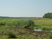 NL, Noord-Brabant, Goirle, Riels Laag 5, Saxifraga-Willem van Kruijsbergen