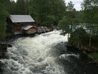 FIN, Lapland, NP Oulanka 3, Saxifraga-Marjan van der Heide
