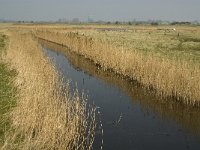 NL, Zuid-Holland, Goeree-Overflakkee, De Vingerling 2, Saxifraga-Jan van der Straaten