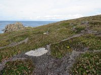 GB, Isles of Scilly, St Agnes 1, Saxifraga-Mark Zekhuis