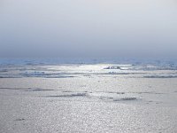 N, Spitsbergen, Noordelijke IJszee, Pakijs 2, Saxifraga-Bart Vastenhouw