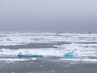 N, Spitsbergen, Noordelijke IJszee, Pakijs 4, Saxifraga-Bart Vastenhouw