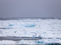 N, Spitsbergen, Noordelijke IJszee, Pakijs 5, Saxifraga-Bart Vastenhouw
