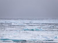 N, Spitsbergen, Noordelijke IJszee, Pakijs 7, Saxifraga-Bart Vastenhouw