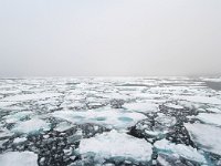 N, Spitsbergen, Noordelijke IJszee, Pakijs 9, Saxifraga-Bart Vastenhouw