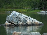 N, Troms, Kaefjord, Gullesfjordbotn 19, Saxifraga-Hans Dekker