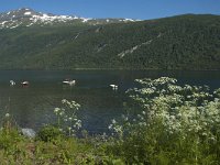 N, Troms, Lenvik, Fjordbotn 2, Saxifraga-Marijke Verhagen