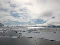 NO, Spitsbergen, Fuglesangen 16, Saxifraga-Bart Vastenhouw
