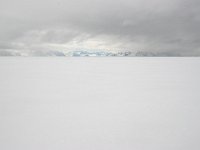 NO, Spitsbergen, Fuglesangen 2, Saxifraga-Bart Vastenhouw